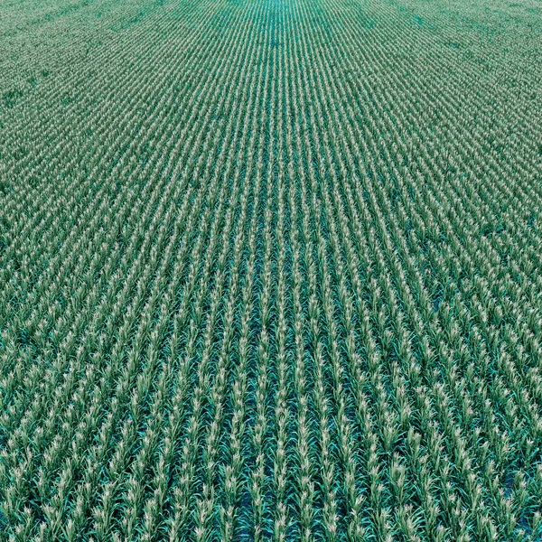 Paesaggio Aereo Delle Colture Agricole — Foto Stock