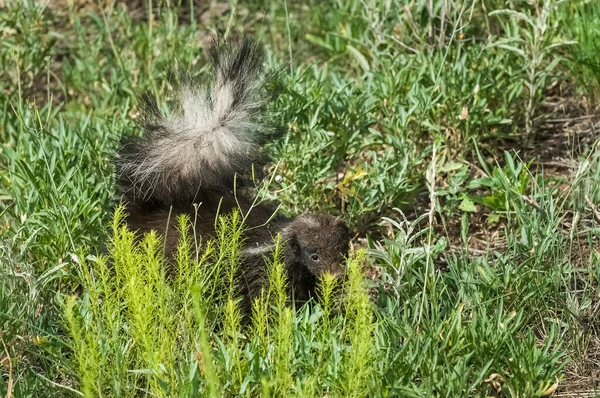 Hog Nosed Skunk Patagonia Argentina — 스톡 사진