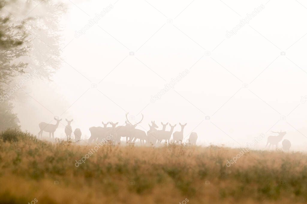 Red deer herd in the snow, La Pampa, Argentina. 