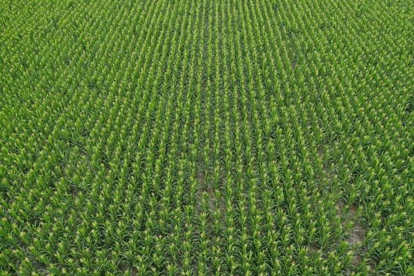 Coltivazione Girasole Vista Aerea Nella Regione Delle Pampas Argentina — Foto Stock