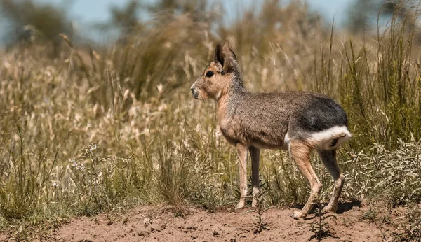 Patagonian Cavi Prowincja Pampa Patagonia Argentyna — Zdjęcie stockowe