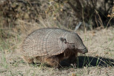 Kıllı Armadillo, çöl ortamında, Yarımada Valdes, Patago