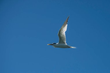 Patagonya, Arjantin 'de sandviçler uçuyor..