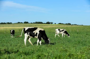 Arjantin kırsalında sığırlar, La Pampa Eyaleti, Arjantin.