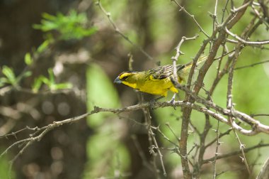Sarı Kardinal, Gubernatrix Cristata, La nesli tükenmekte olan türler. 
