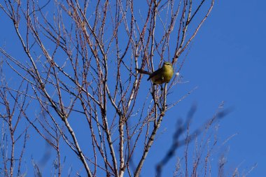 Daha büyük Wagtail tiranı, Calden Ormanı, La Pampa, Arjantin
