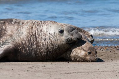 Fil fok çifti çiftleşmesi, Yarımada Valdes, Patagonya, Argent