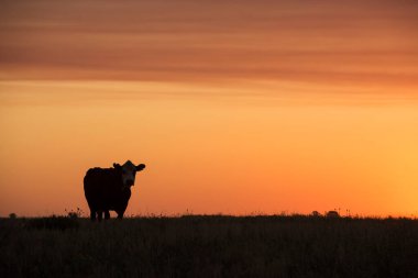 İnekler otları besliyordu, kırsal kesimde, Pampas, Patagonya, Arjantin