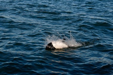 Sohutern sağ balina kuyruğu, nesli tükenmekte olan türler, Patagonya, Argenti