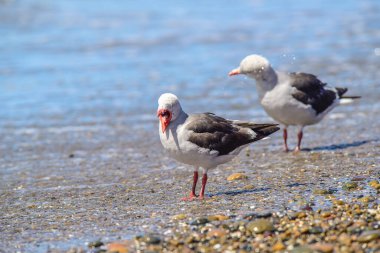 Plajda Dolphin Gull, Patagonya Arjantin.
