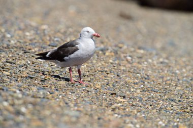 Plajda Dolphin Gull, Patagonya Arjantin.