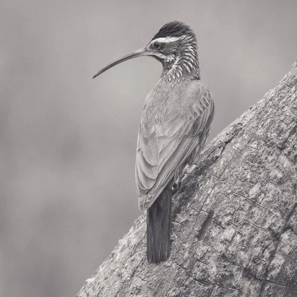 Scimitar Billed Woodcreeper Las Calden Pampa Argentyna — Zdjęcie stockowe