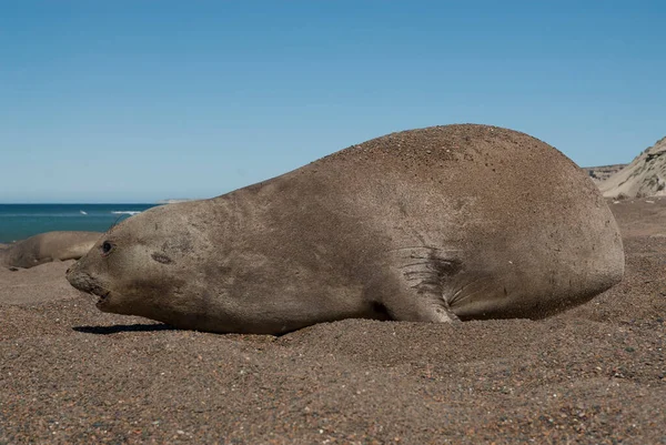 Vrouwelijke Zeeolifant Schiereiland Valdes Patagonië Argentinië — Stockfoto