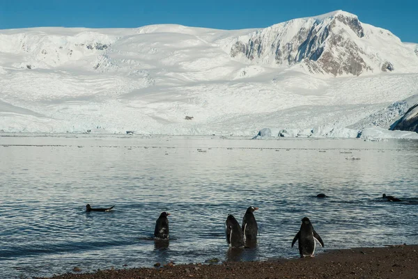 Gentoo Penguin Χιονισμένα Βουνά Στο Παρασκήνιο Antartica — Φωτογραφία Αρχείου