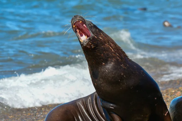 Мужской Морской Лев Патагония Аргентина — стоковое фото