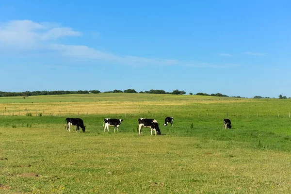 Bovino Campo Argentino Provincia Pampa Argentina —  Fotos de Stock