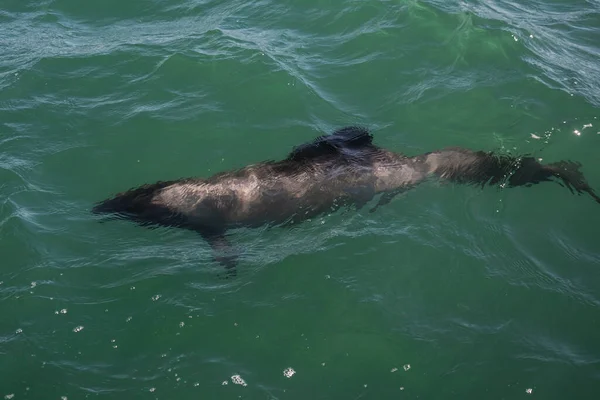 Commerson Delfin Úszás Patagónia Argentína — Stock Fotó