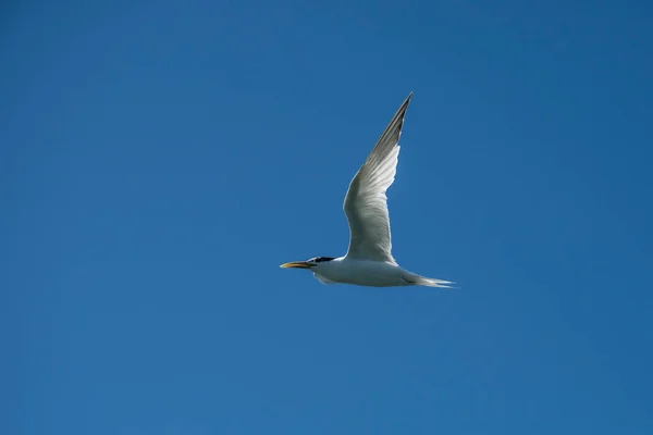 Sandwich Tern Vuelo Patagonia Argentina — Foto de Stock