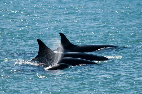 Orca Family Patrolling Coast Peninsula Valdes Patagonia — Stock Photo, Image