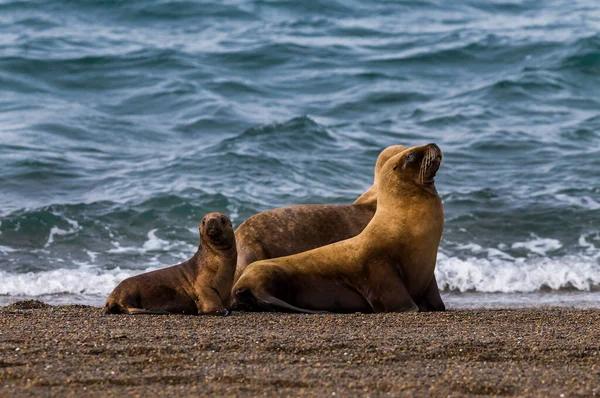 Mujer Sea Lion Madre Cachorro Peninsula Valdes Patagonia Arg — Foto de Stock