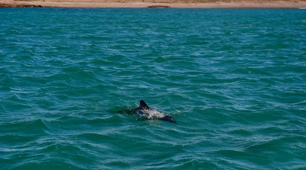 Commerson Dolphin Swimming Παταγονία Αργεντινή — Φωτογραφία Αρχείου