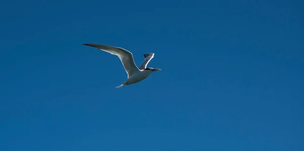 Sandwich Tern Vuelo Patagonia Argentina — Foto de Stock