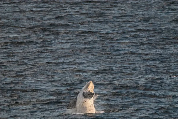 Sohutern Right Whale Стрибки Зникаючі Види Patagonia Arge — стокове фото