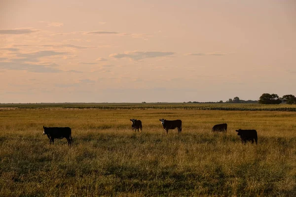 Runderen Het Argentijnse Platteland Provincie Pampa Argentinië — Stockfoto