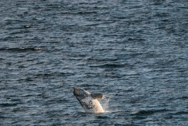 Salto Della Balena Franca Sohutern Specie Minacciate Patagonia Arge — Foto Stock