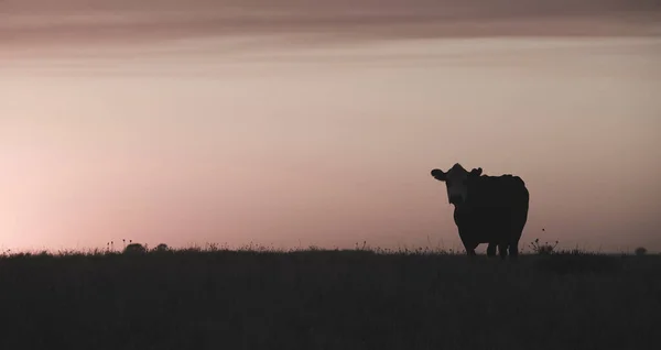 Vacas Alimentadas Con Pasto Campo Pampa Patagonia Argentina — Foto de Stock