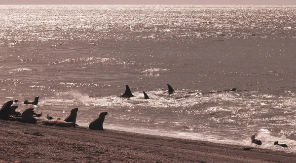 Orca Atacando Lobos Marinos Patagonia Argentina —  Fotos de Stock