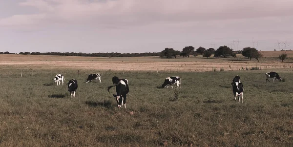 Gado Campo Argentino Província Pampa Argentina — Fotografia de Stock