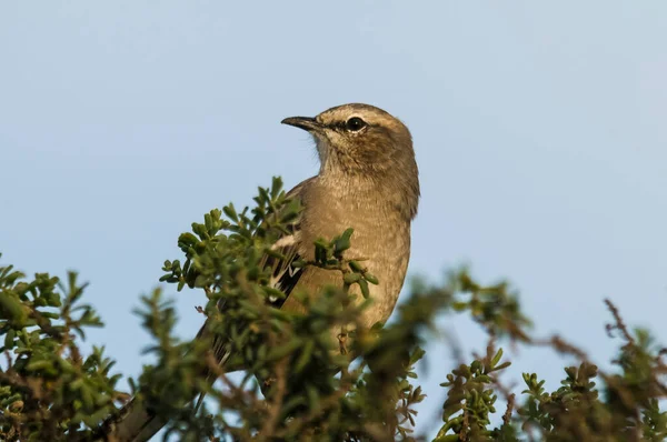 Patagonian Mockingbird Peninsula Valdes Patagonia Argentina — 스톡 사진