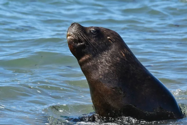 León Marino Macho Patagonia Argentina — Foto de Stock