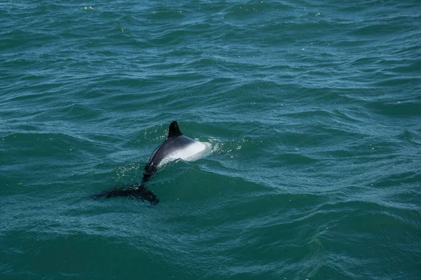 Commerson Delfin Úszás Patagónia Argentína — Stock Fotó
