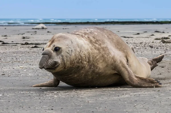 Segel Gajah Selatan Pantai — Stok Foto