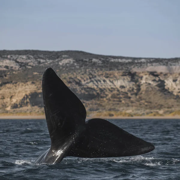 Coda Balena Fuoriuscita Dall Acqua Valdes Peninsula Patagonia Argentina — Foto Stock
