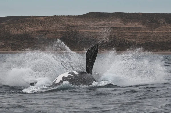 Sohutern Right Whale Стрибки Зникаючі Види Patagonia Arge — стокове фото