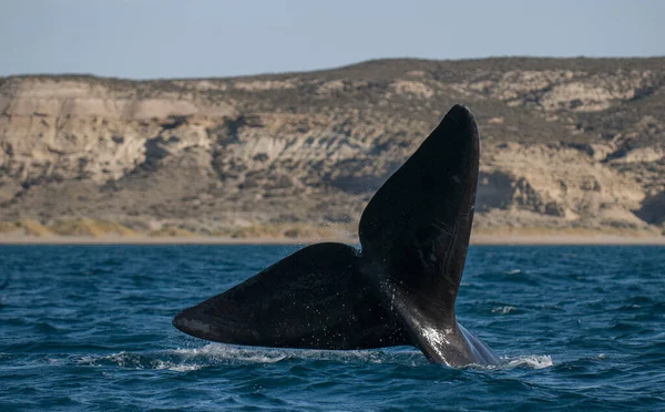 Whale Tail Out Water Peninsula Valdes Patagonia Argentina — стоковое фото