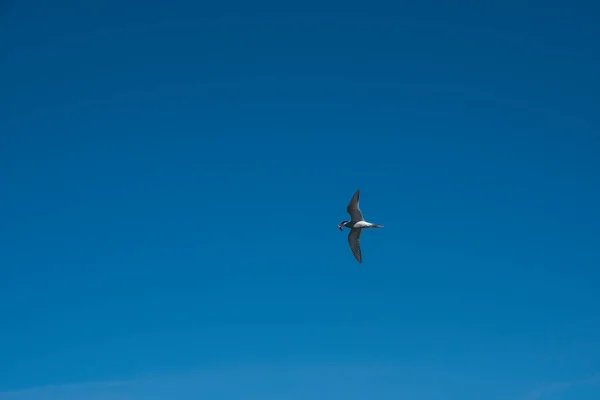 Sandwich Tern Flight Patagonia Argentina — Stock Photo, Image