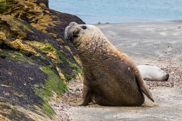 Southern Elephant Seal on beach