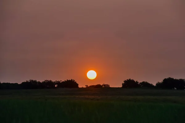 Eenzame Boom Pampa Bij Zonsondergang Patagonië Argentinië — Stockfoto