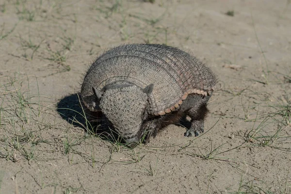 Τριχωτός Armadillo Περιβάλλον Ερήμου Χερσόνησος Valdes Patago — Φωτογραφία Αρχείου