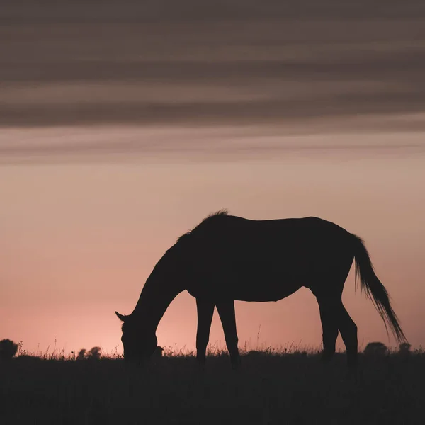 Silueta Caballo Atardecer Coutryside Pampa Argenti — Foto de Stock