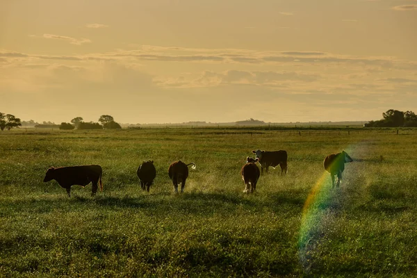 Корови Пасуться Заході Сонця Патагонія Аргентина — стокове фото