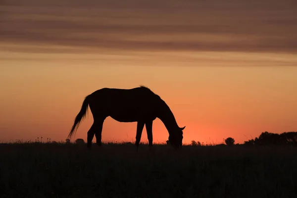Pferdesilhouette Bei Sonnenuntergang Auf Dem Land Pampa Argenti — Stockfoto