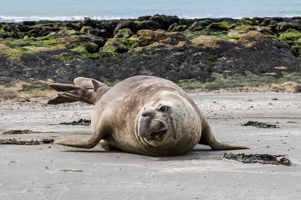 Southern Elephant Seal on beach