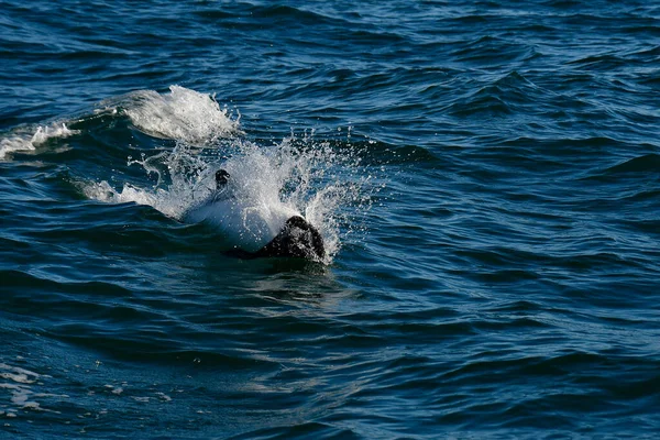 Commerson Dolphin Swimming Patagonia Argentina — стоковое фото