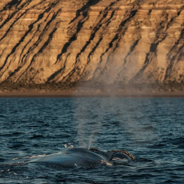 Baleines Noires Sohutern Surface Espèces Menacées Patago — Photo