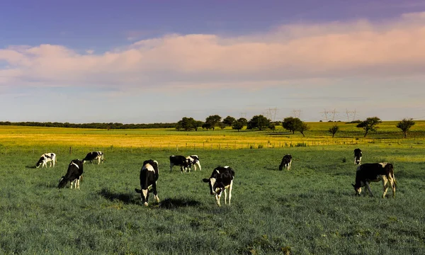 Vacas Pastando Pôr Sol Patagônia Argentina — Fotografia de Stock